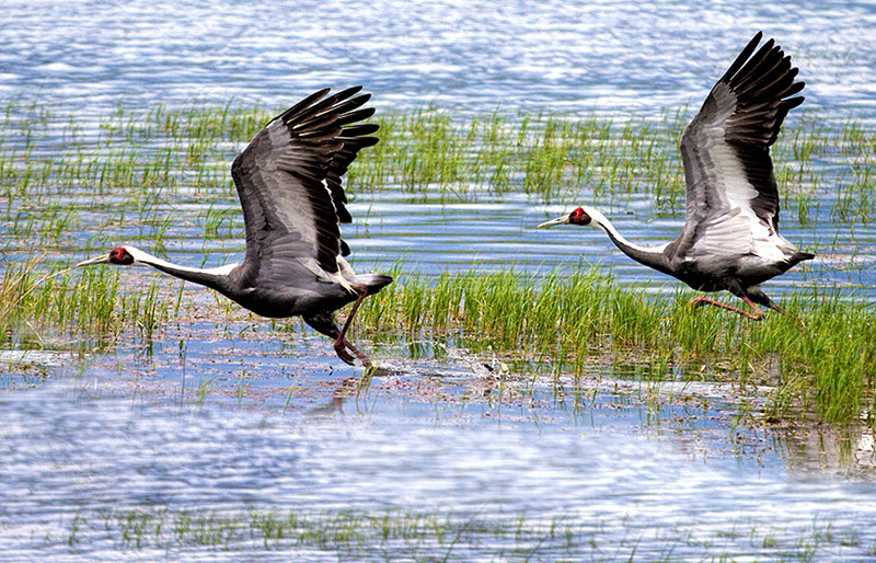 mongolia birds photos 